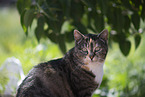 domestic cat
