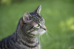 domestic cat