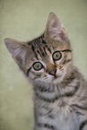 domestic cat