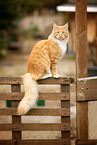 cat outdoor