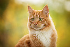 cat outdoor