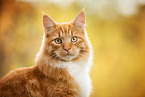 cat outdoor