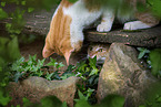 cats outdoor
