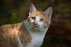 cat outdoor