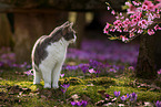 cat outdoor