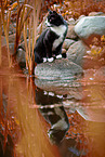 cat outdoor
