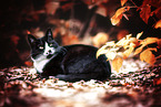 cat outdoor