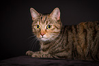 cat in studio