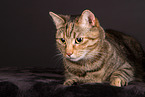 cat in studio