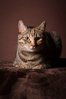 cat in studio