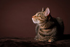 cat in studio