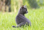 kitten