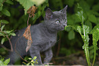 kitten