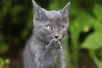 kitten