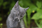 kitten