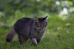 cat outdoor