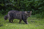 cat outdoor