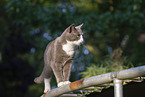 cat outdoor