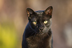cat outdoor