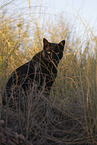 cat outdoor