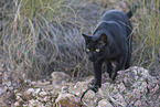 cat outdoor