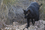 cat outdoor