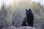 cat outdoor