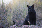cat outdoor