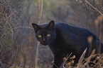 cat outdoor
