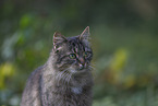cat outdoor