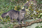 cat outdoor