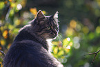 cat outdoor