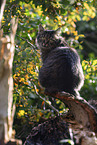 cat outdoor