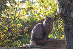 cat outdoor
