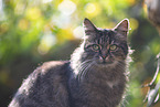 cat outdoor