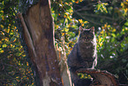cat outdoor