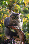 cat outdoor