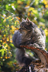 cat outdoor