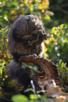 cat outdoor