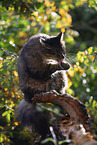 cat outdoor