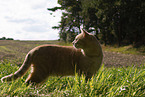 cat outdoor