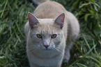 cat outdoor
