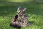 cat outdoor