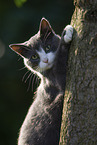 cat outdoor
