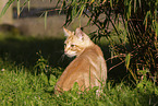 cat outdoor