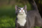 cat outdoor