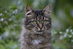 cat outdoor