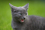 kitten