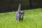 kitten