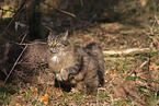 cat outdoor